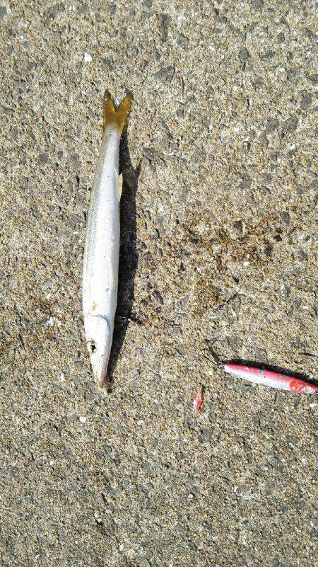 2017年10月9日釣行in鷹島