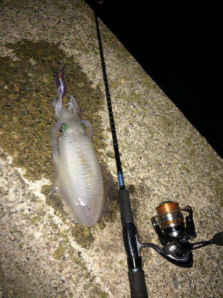 日中釣れず…