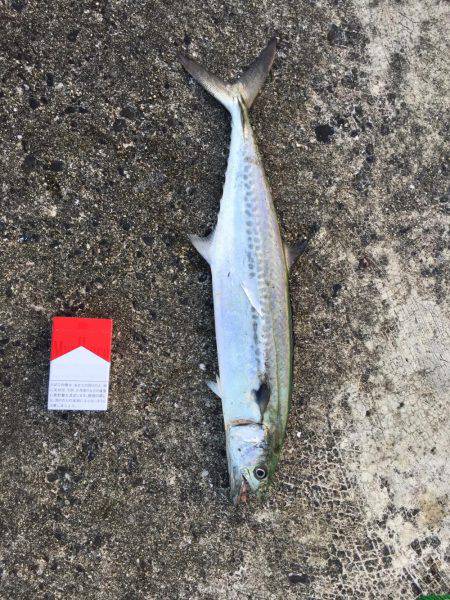 ショアジギング