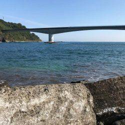 良型シロギスが消えた。。。