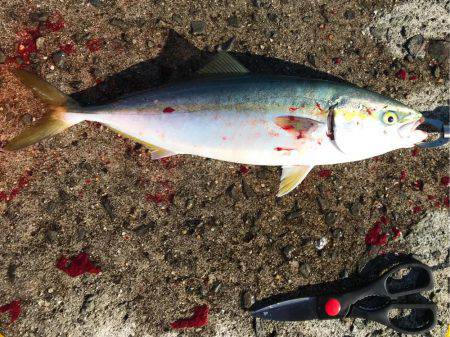 太刀魚 サゴシ ハマチに満足