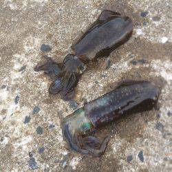 エギング&アジングの調査