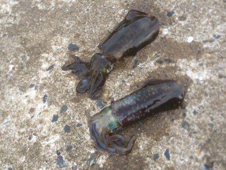 エギング&アジングの調査