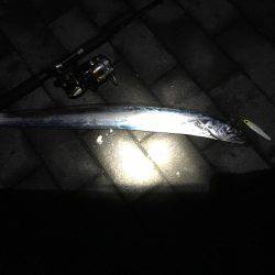 楽しい太刀魚釣り