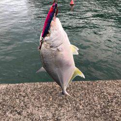 イカの聖地！？