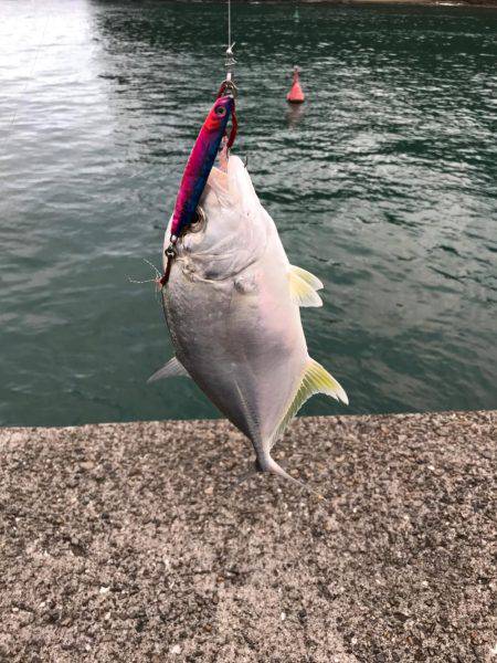 イカの聖地！？