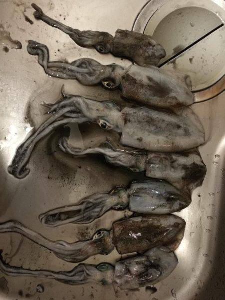 アオリイカ調査