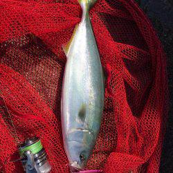 初ハマチを求めて