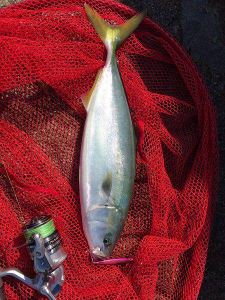 初ハマチを求めて