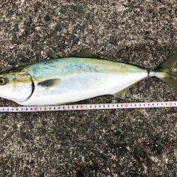 岸和田一文字初挑戦