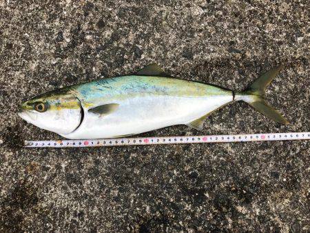 岸和田一文字初挑戦