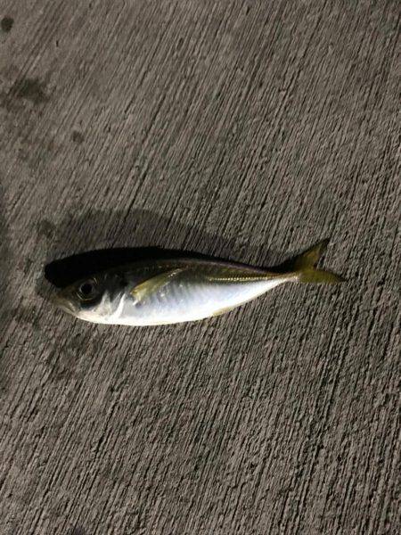 初、アジング！