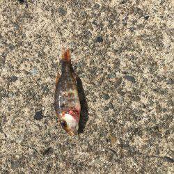 ファミリーフィッシング