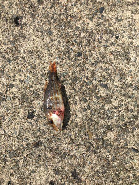 ファミリーフィッシング