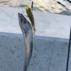 タチウオしか出会えず