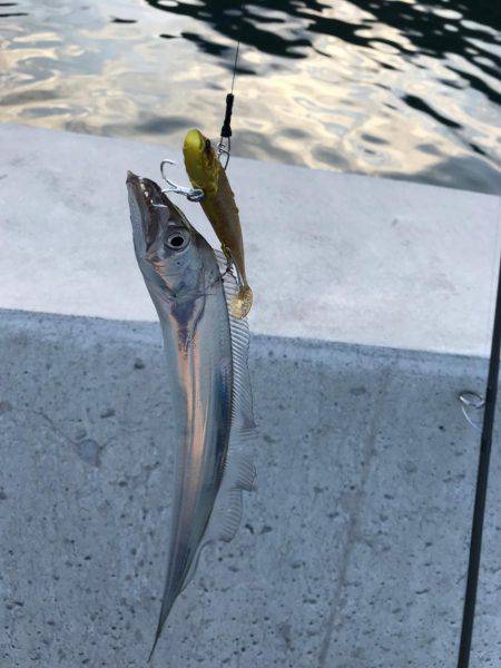 タチウオしか出会えず