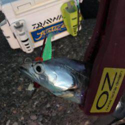 渋いタチウオ！