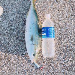 ハマチ◯ タチウオ✖️