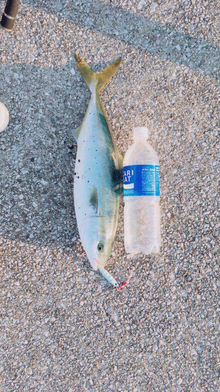 ハマチ◯ タチウオ✖️