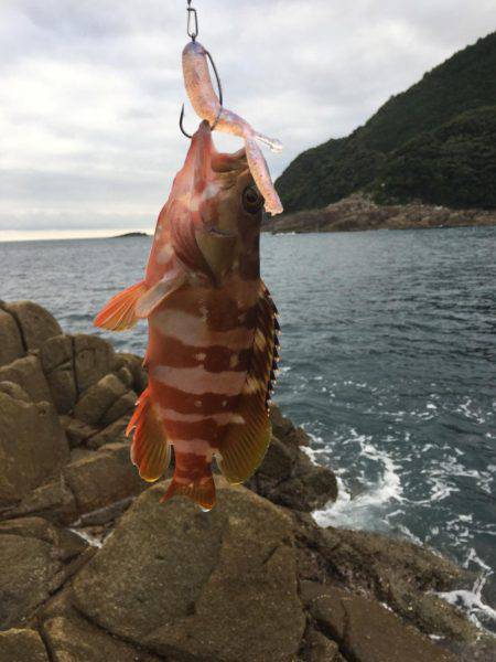 地磯ウツボだらけ