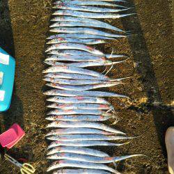 阿南市の辰巳でタチウオ好調