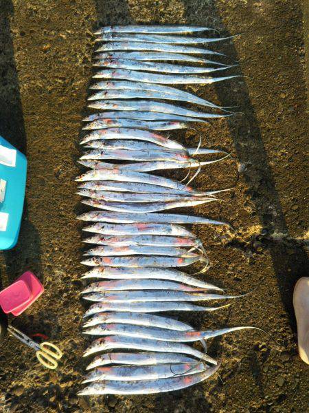 阿南市の辰巳でタチウオ好調