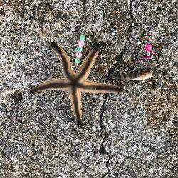 カレイを狙いましたが…