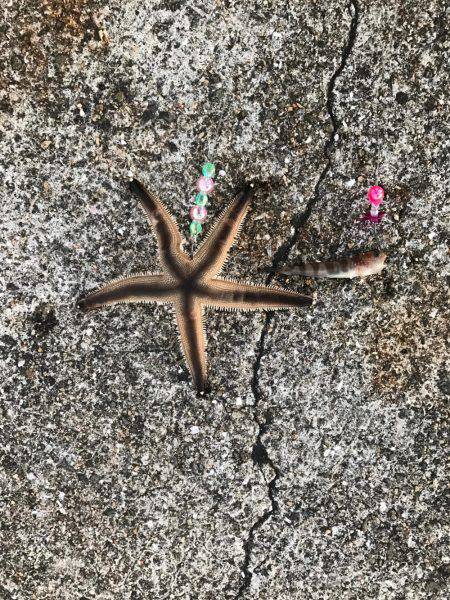 カレイを狙いましたが…