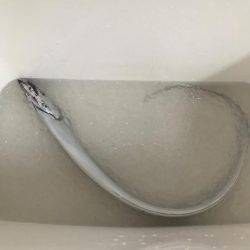 ・・・たったの一匹とは・・・