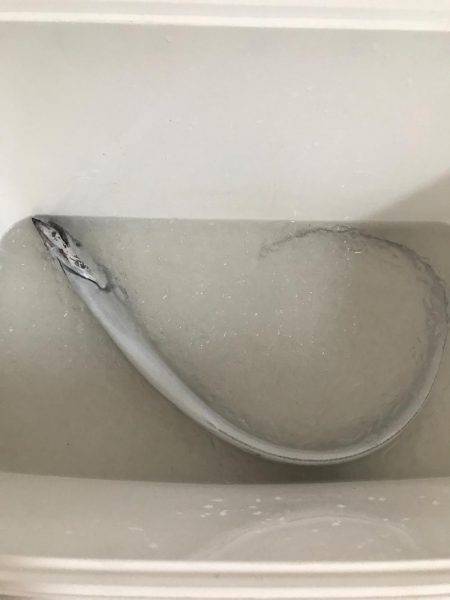 ・・・たったの一匹とは・・・