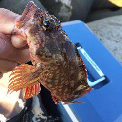 ガシラ カサゴ アラカブ 呼び名色々