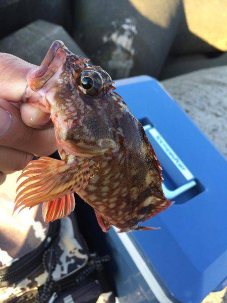 ガシラ カサゴ アラカブ 呼び名色々