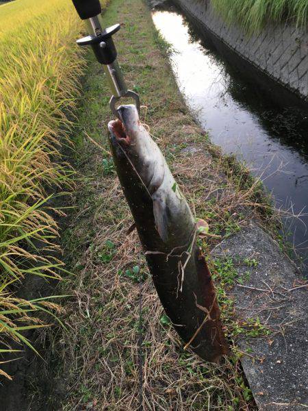 まだまだトップ