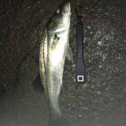 月明かりと潮動かず厳しかった