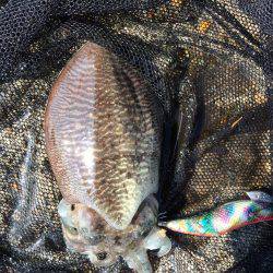 コウイカ狙って