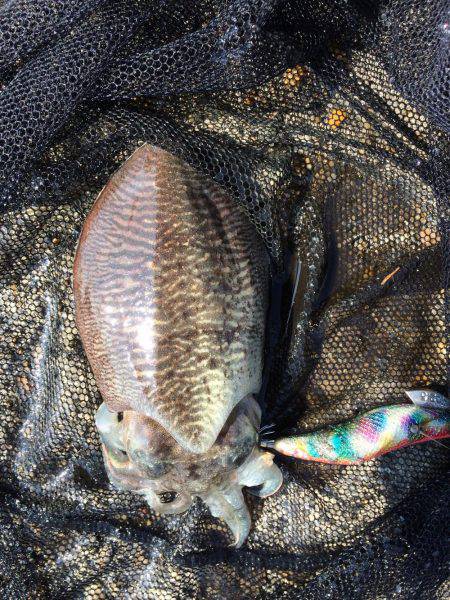 コウイカ狙って