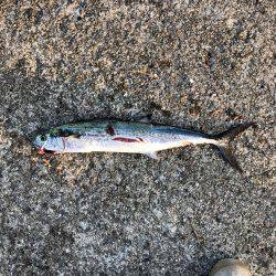 武庫一にて朝練