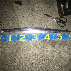 ただ巻きワインド