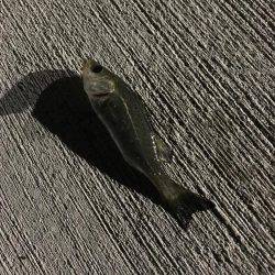 調子乗ってアジング