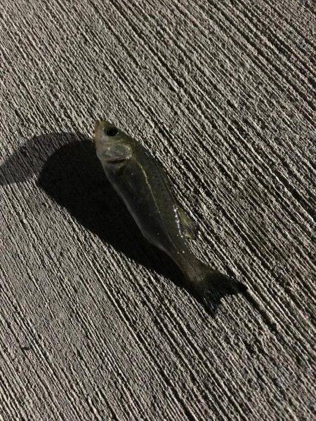 調子乗ってアジング