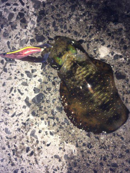 サイズに恵まれなく