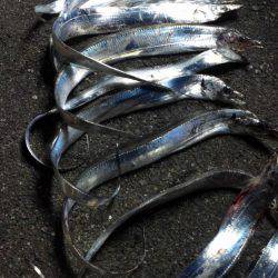 エサは渋めもルアーは⁉️