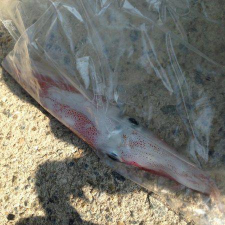 久しぶりのアジュールで釣行！！