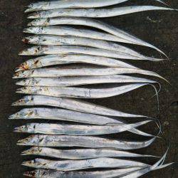 阿南市の辰巳でタチウオ好調