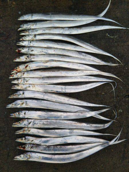 阿南市の辰巳でタチウオ好調