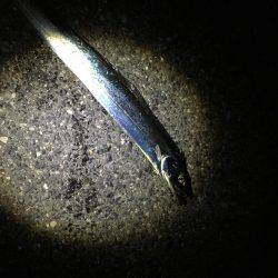 ナイトシーバス?