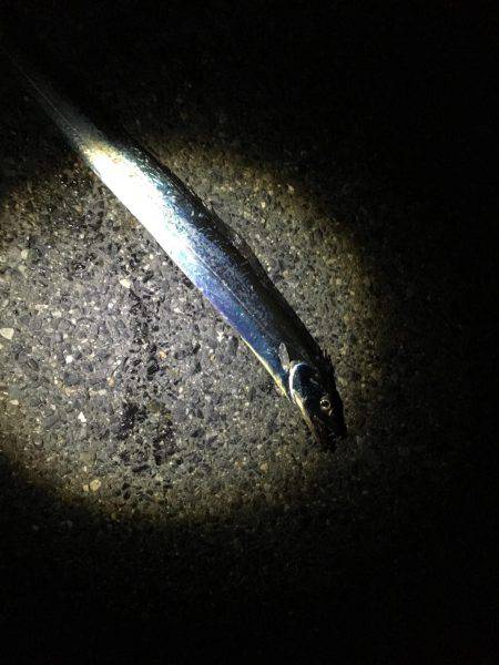 ナイトシーバス？