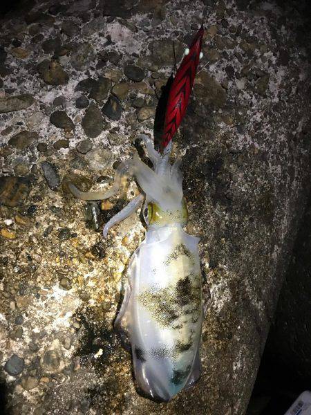 仕事帰りにエギング