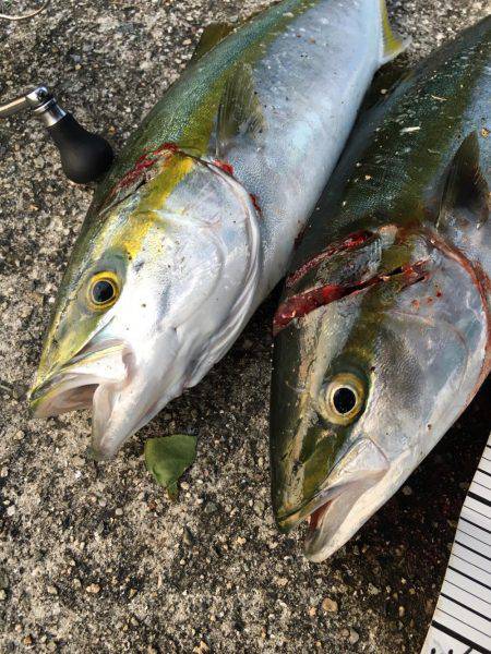 ボイルからのハマチ！