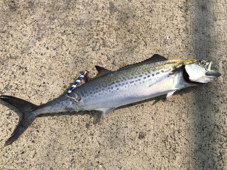 釣れるべくして